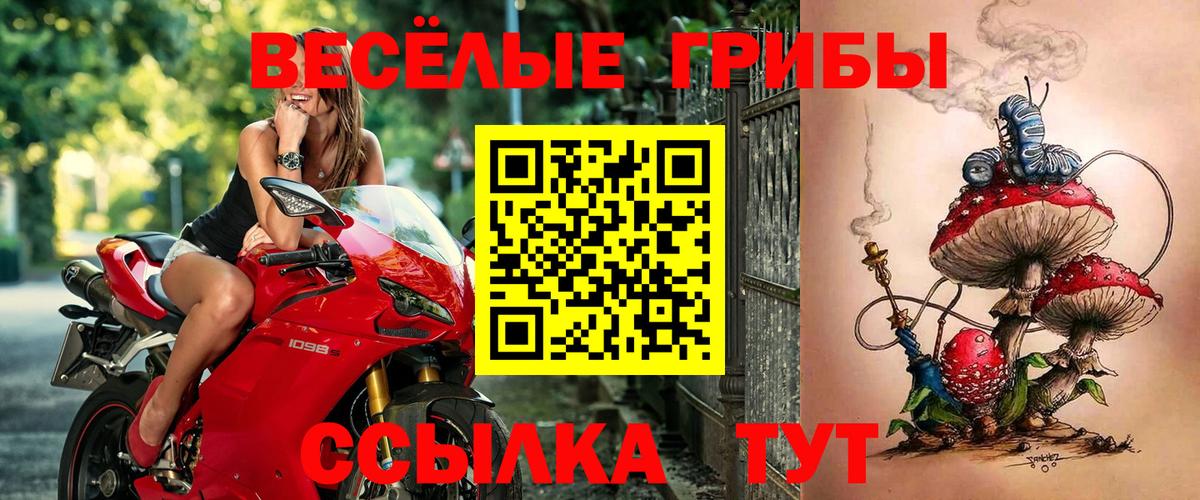 Галлюциногенные грибы Psilocybe Малоярославец